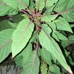 Amaranthus tricolorLeaf