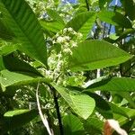 Alstonia costata Hàbitat