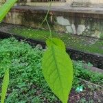 Aegle marmelos Leaf