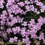 Dianthus subacaulis Habitus