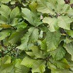 Quercus pontica Blatt