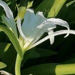 Hymenocallis liriosme Цвят