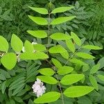 Indigofera incarnata Frunză