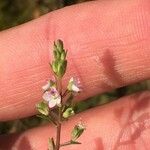 Veronica catenata Fiore