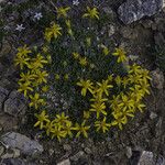 Stenotus acaulis Hábito