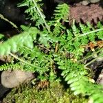 Asplenium fontanum Blatt