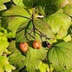 Viburnum trilobumVaisius