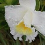 Sobralia chrysostoma 花