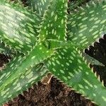 Aloe mcloughliniiLeaf