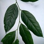 Heisteria concinna Leaf