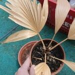 Livistona chinensis Folha