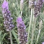 Lavandula dentata Кветка