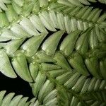 Selaginella oaxacana Blatt