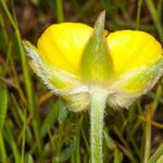 Ranunculus bulbosus Rinde