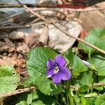 Viola sororia Virág