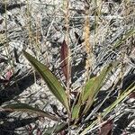 Plantago eriopoda Hoja