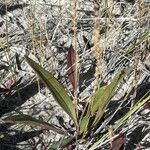 Plantago eriopoda Folha