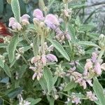 Phlomis purpureaFlower