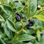 Sarcococca confusa Frucht