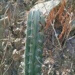 Pachycereus pecten-aboriginum Hábito