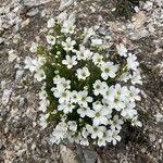 Arenaria grandiflora Fiore
