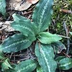 Goodyera oblongifolia Leaf