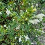 Galeopsis segetum Flower