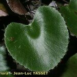 Adiantum reniforme Folio