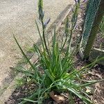 Camassia quamash Blatt