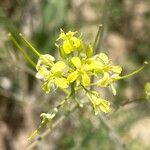 Sisymbrium altissimum Flower