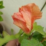 Hibiscus fragilis Цвят