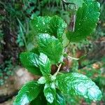 Bystropogon canariensis Blatt