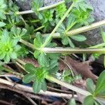 Galium glaucum Feuille