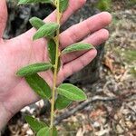 Sida hackettiana Leaf