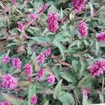 Persicaria orientalisFlower