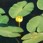 Nuphar pumila आदत