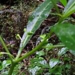 Solanum aviculare Blomst