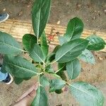 Cordia gerascanthus Blad