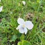 Viola blanda Flower