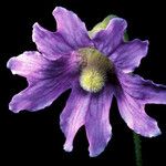 Pinguicula caerulea Flower