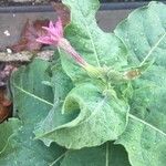 Nicotiana tabacum Blomma