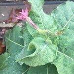 Nicotiana tabacum Flor