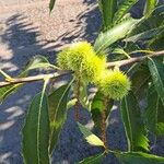 Castanea sativa Плод