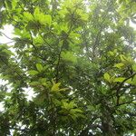Clethra mexicana Frunză