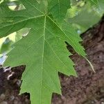 Acer saccharinum Folio