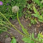 Cephalaria gigantea Habit