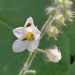Echinopepon racemosus Λουλούδι