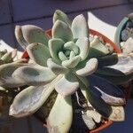 Pachyphytum bracteosum অভ্যাস