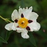 Cistus ladanifer Flor