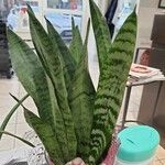 Sansevieria zeylanica Liść